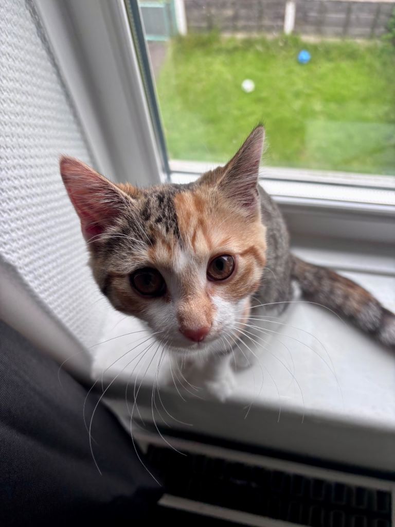 4 month old female Calico Kitten for sale 