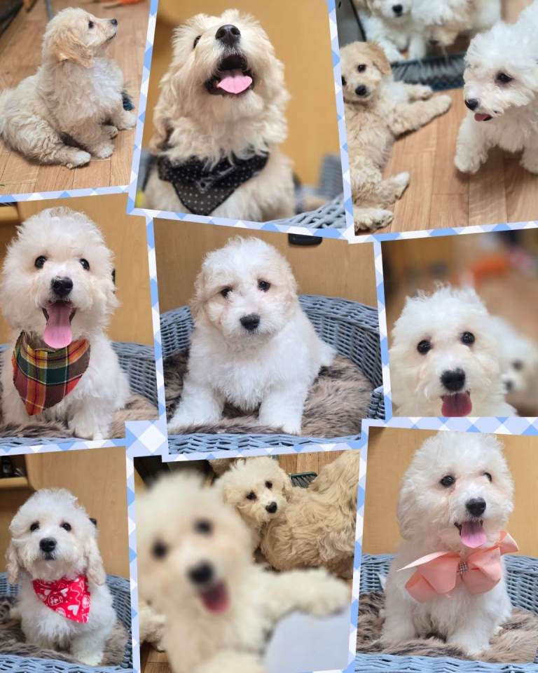 Cockapoochon Puppies