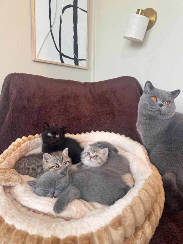 British shorthair kittens 8weeks- 500£ each ! ALL RESERVED FOR NOW 