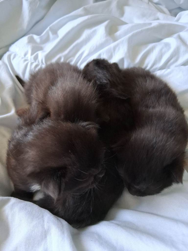 Tuxedo cross with ragdoll kittens