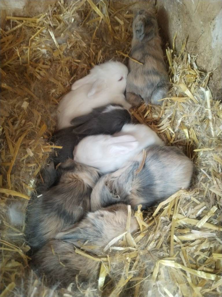 Baby mini lop