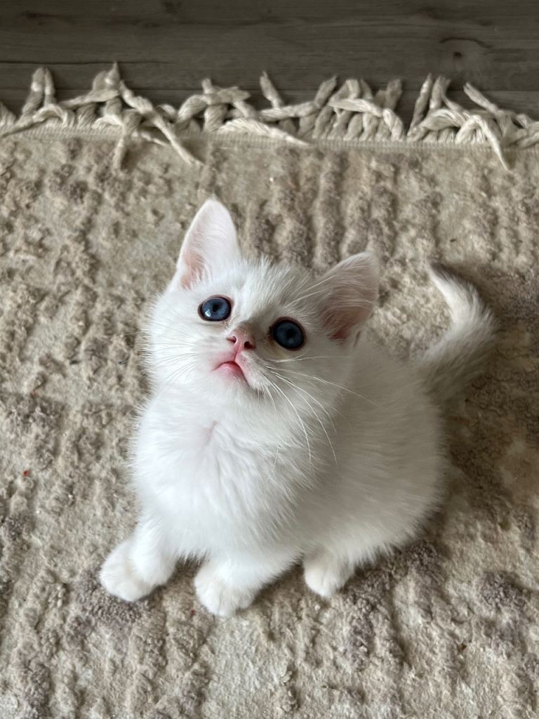 1  White British Short Hair Male kitten