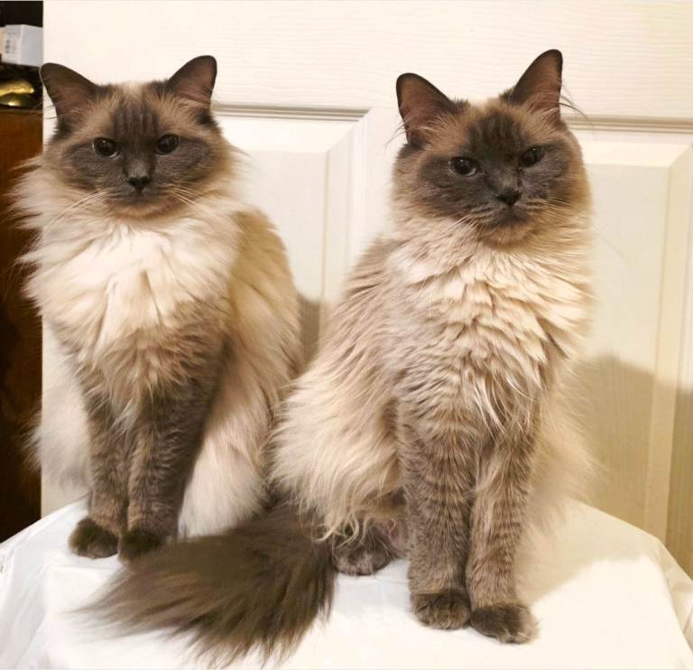 Ragdoll kittens | in Bilston, West Midlands | Gumtree