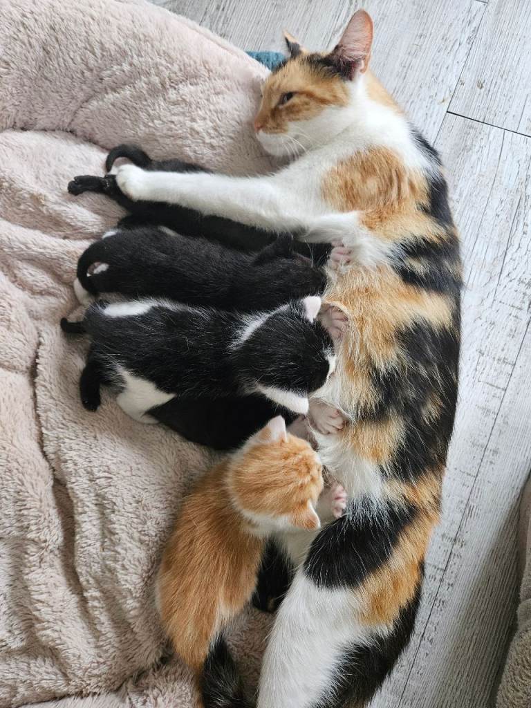 Kittens ready for there new home