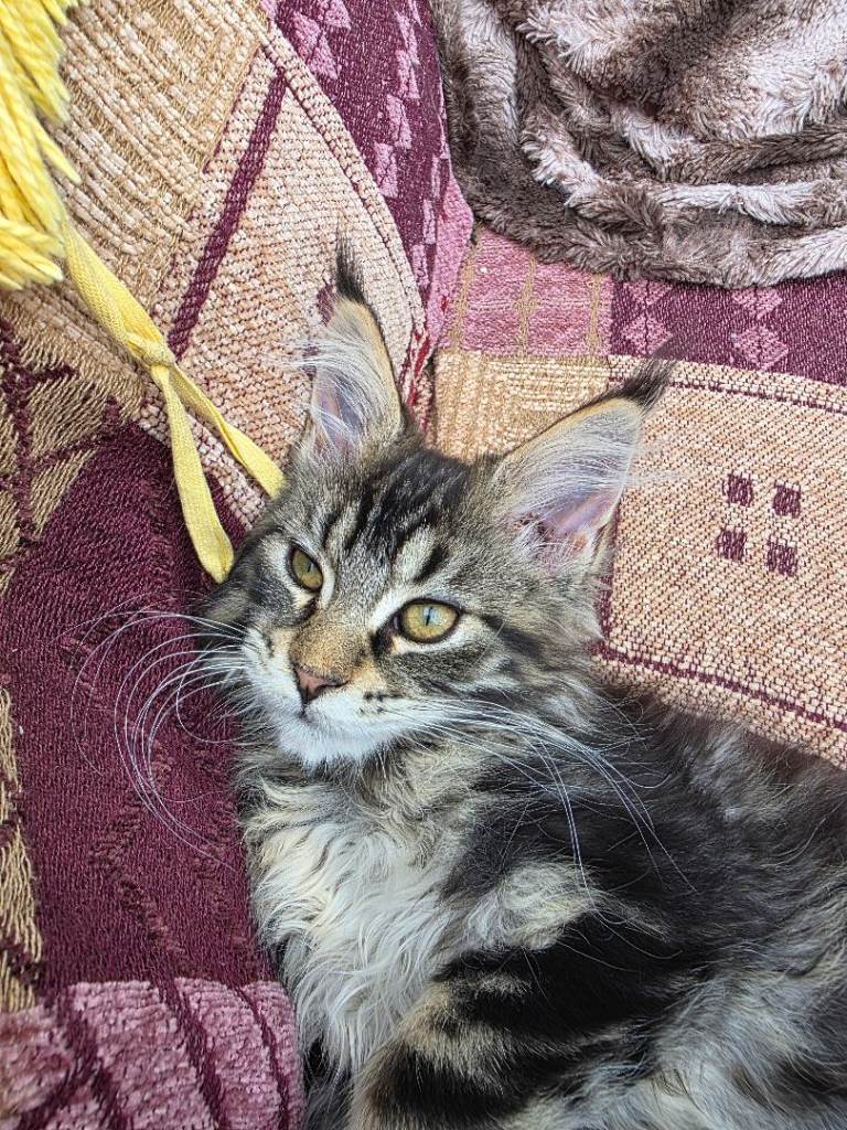 REDUCED Stunning Full XL Maine Coon kittens