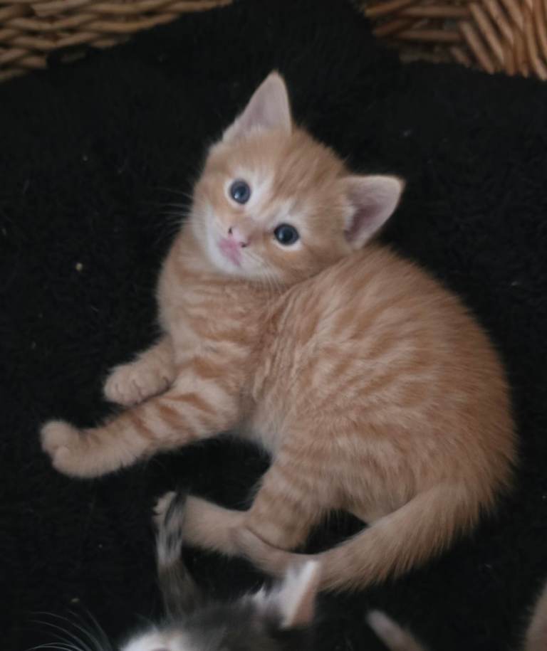 Ginger / Calico female kittens
