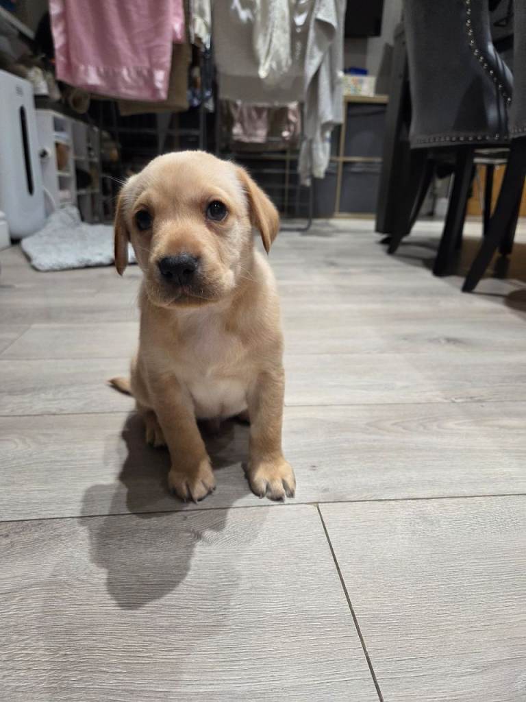 Labrador puppies