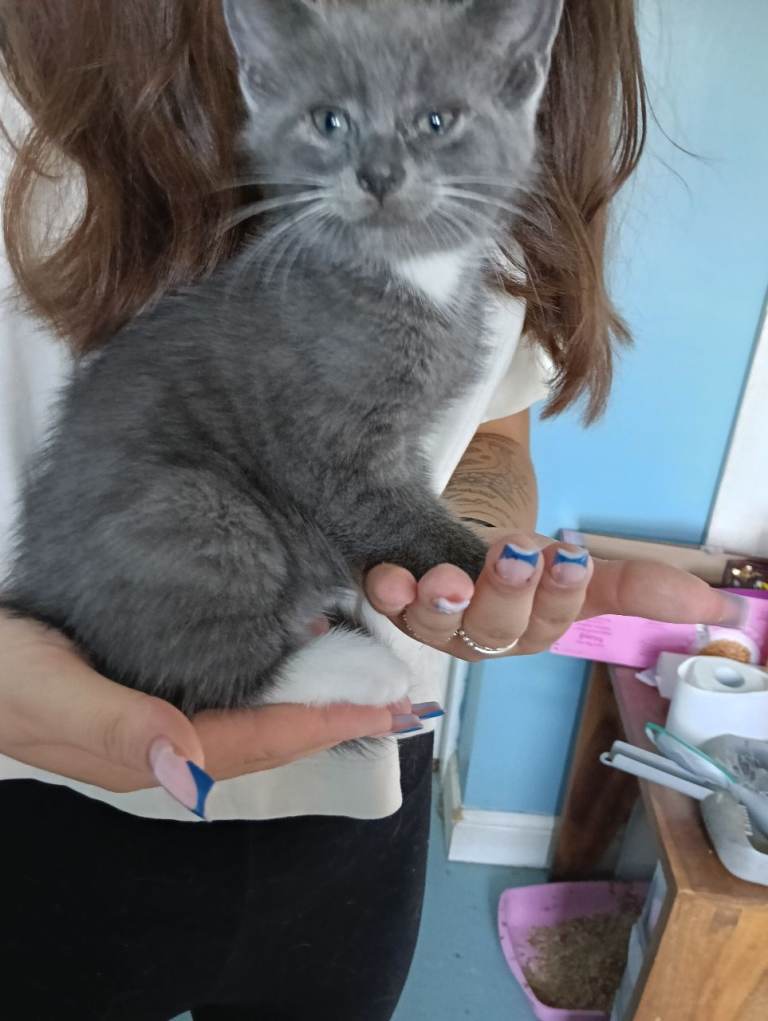 Domestic short haired kitten