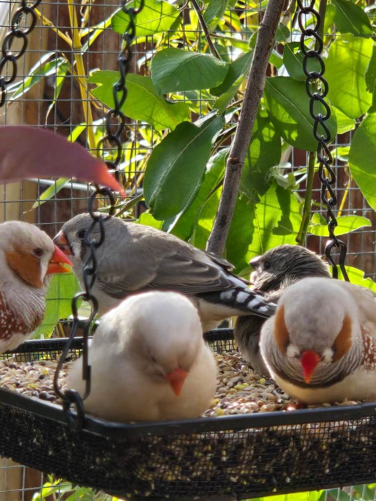 Zebra finch