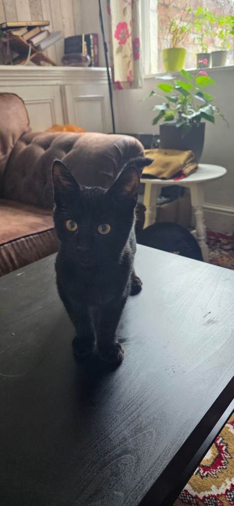 Male kitten 