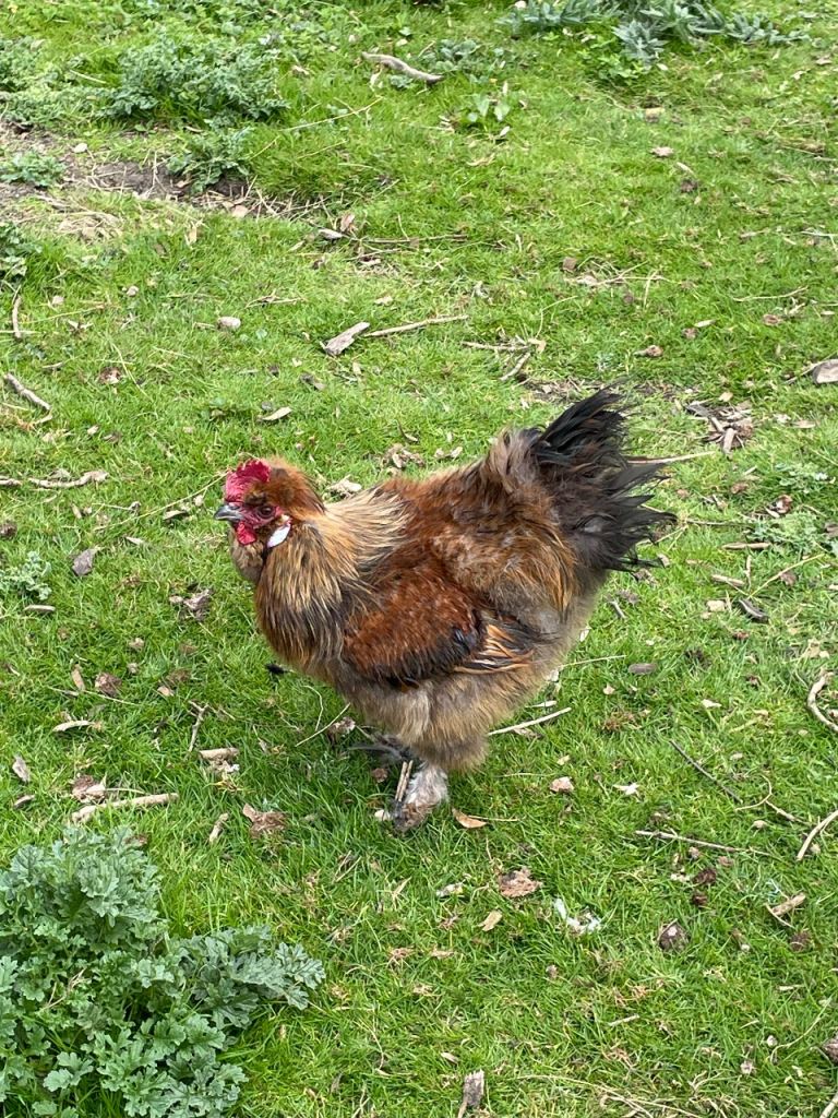 Silkie Cockerel