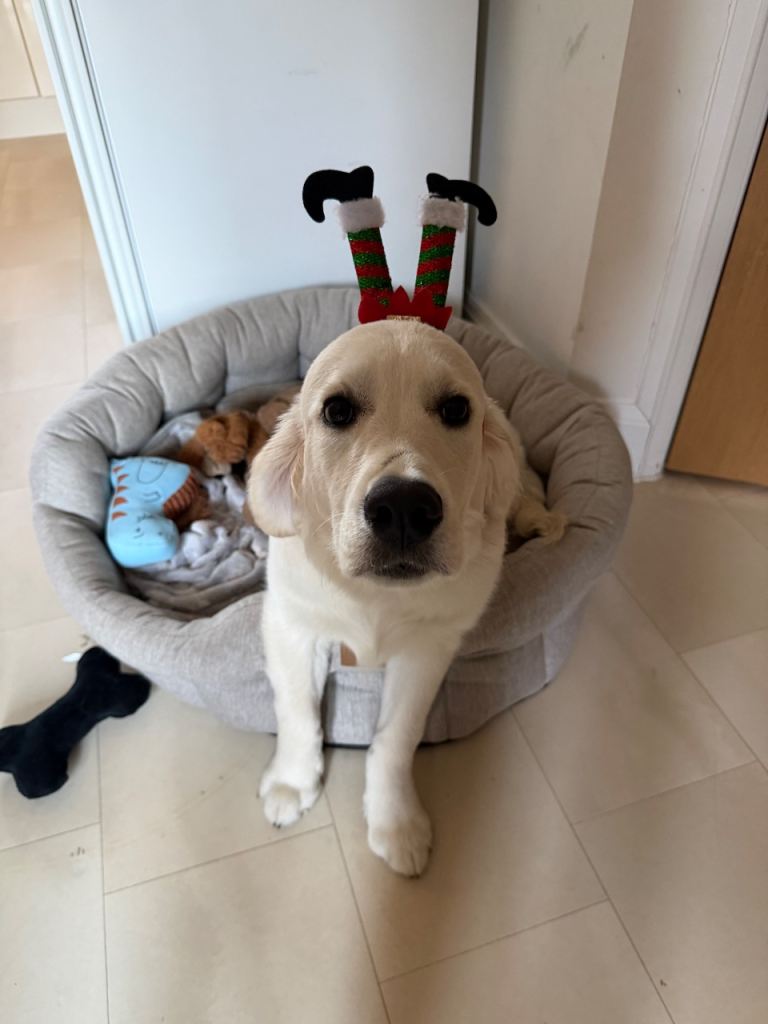Beautiful 6 Month Old Golden Retriever