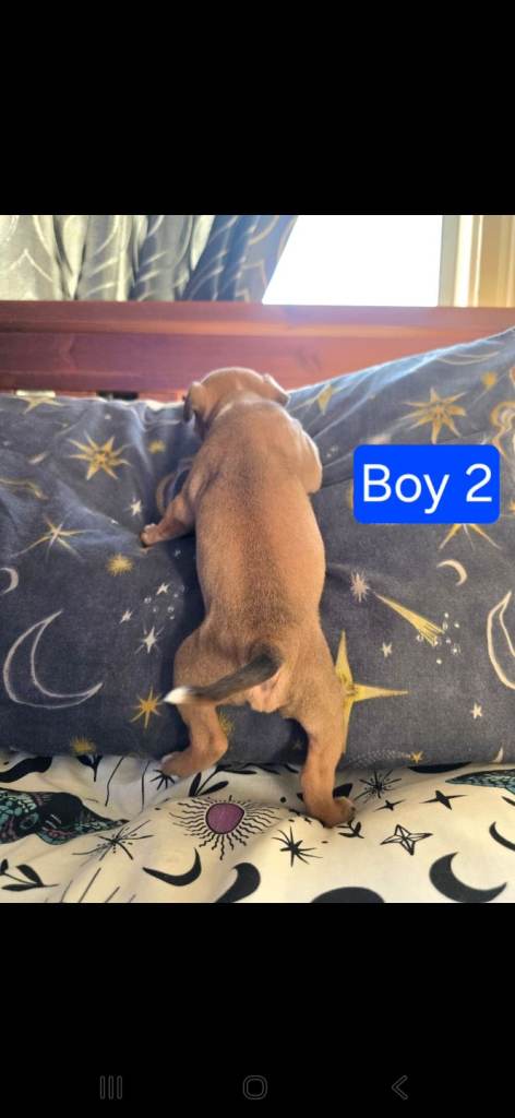 Staffordshire Bull Terrier Puppies - Female and Male