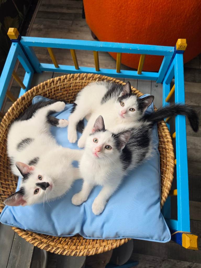 Kittens