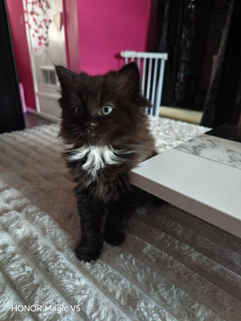 Ragdoll kittens 