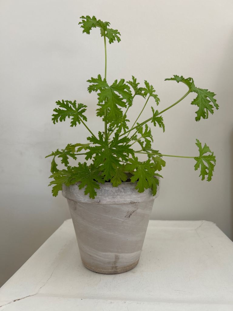 Lemon Geranium Plant In Terracotta Pot 