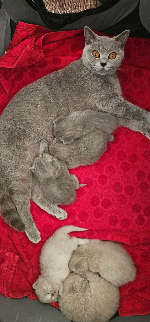 GCCF BSH  6 Kittens