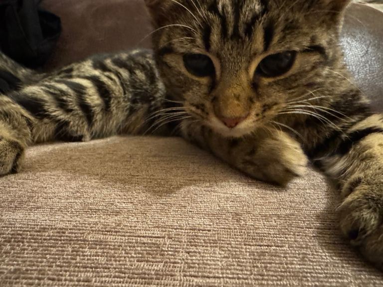 Cute brown tabby