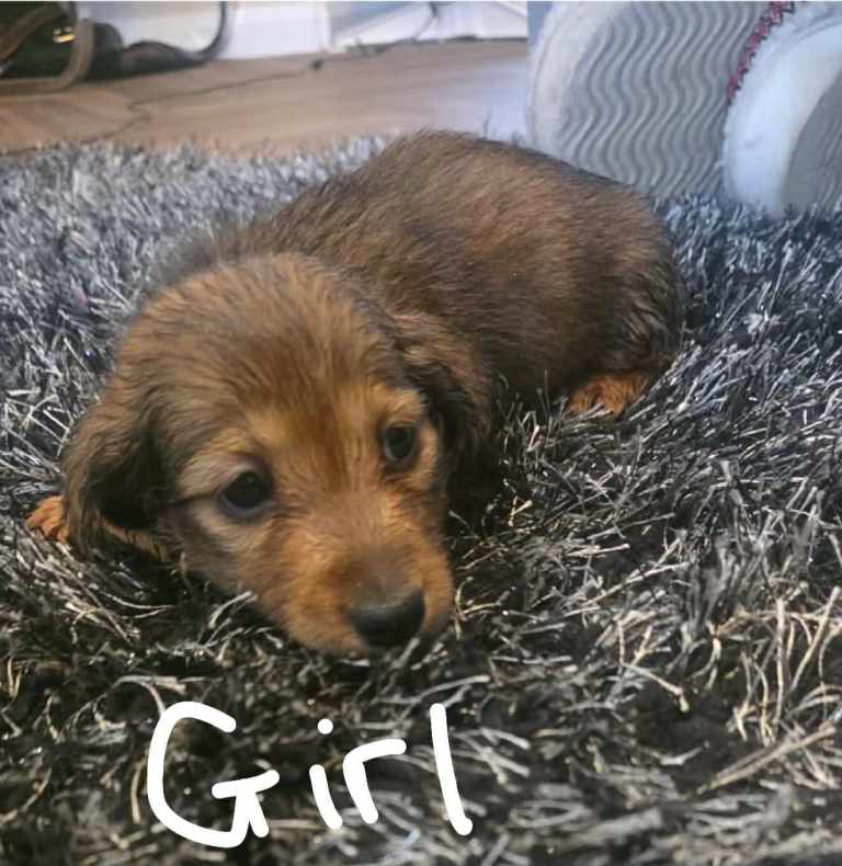 Long hair miniature dachshund kc