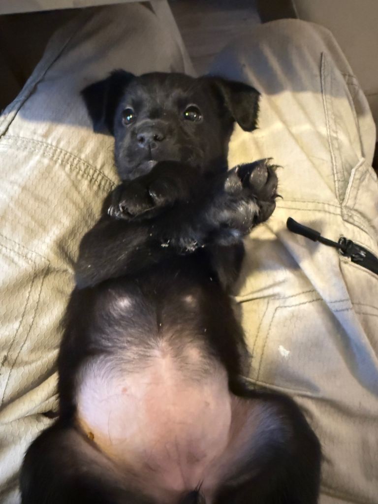 Labrador Boxerdore puppies 