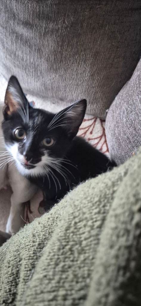 Kittens 
