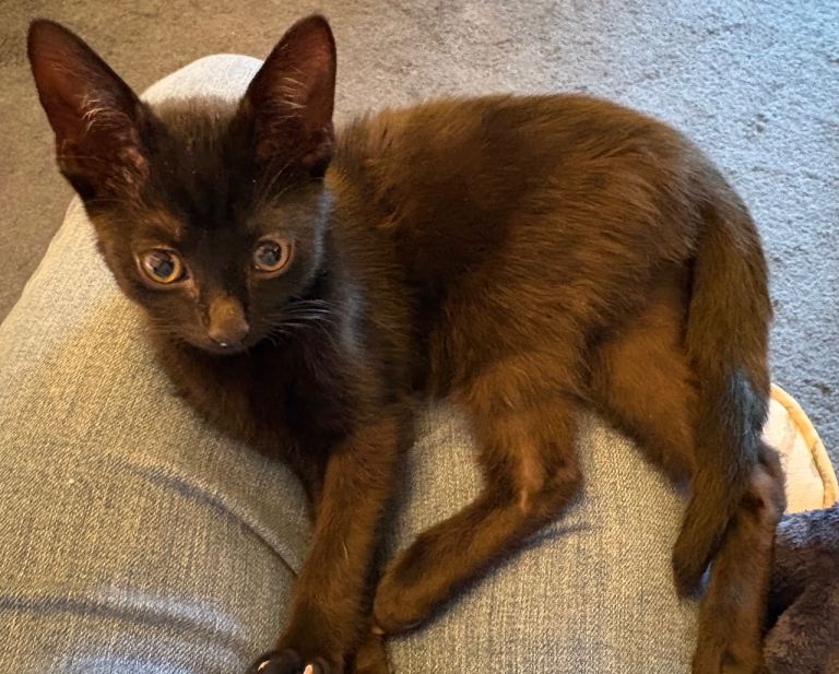 Shadow is looking for his forever home. 