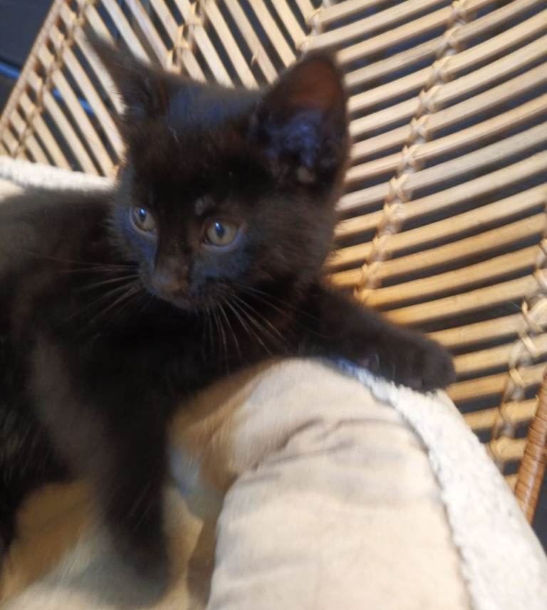 Kitten for sale