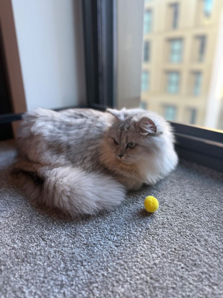 Persian cat for sale