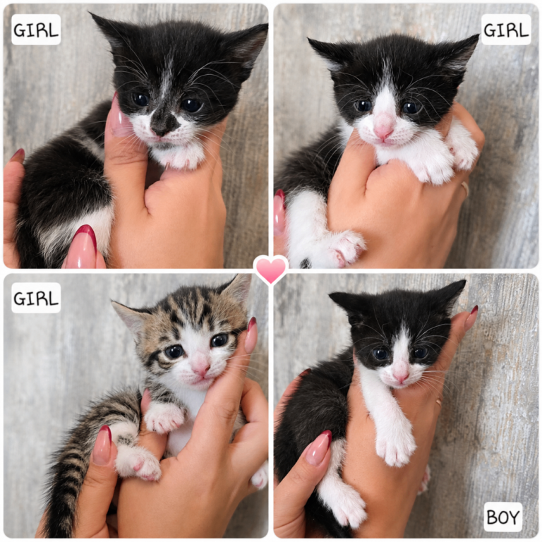 Kittens for sale 🐾(please read description!!)