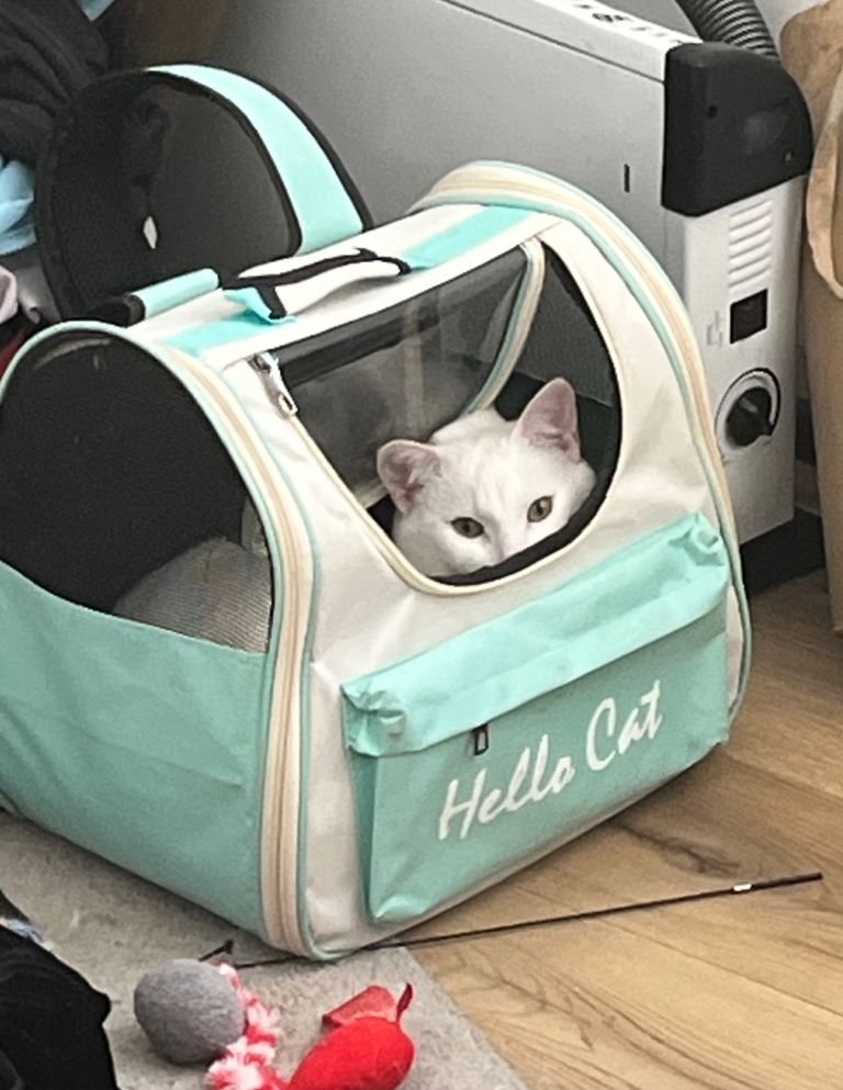 White Cat-Spirit
