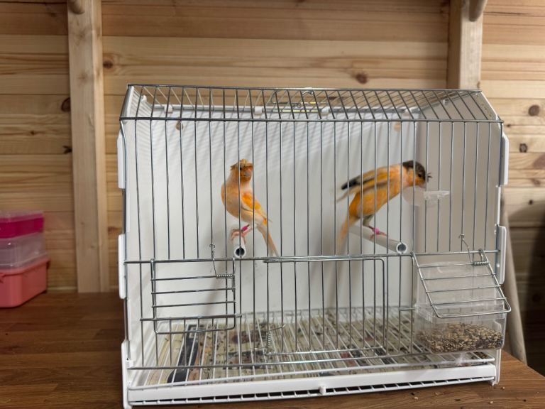 Red mosaic & harlequin 