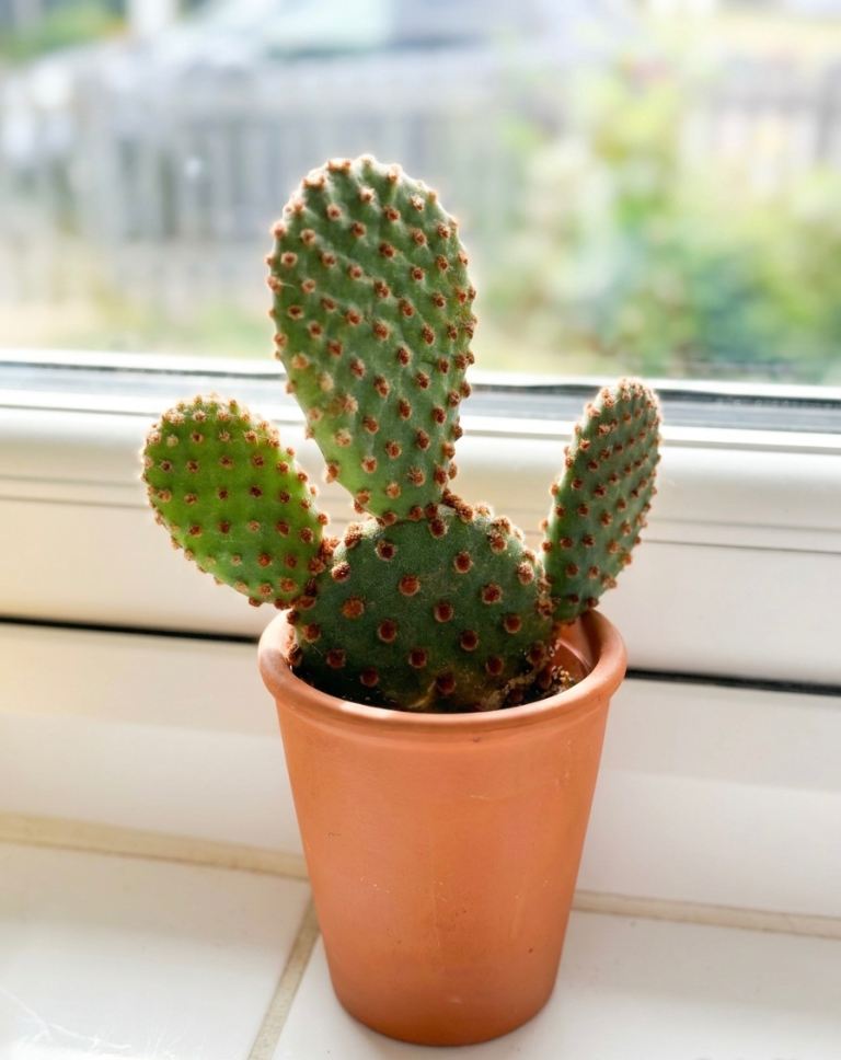  SOLD Opuntia basilaris (Beavertail Cactus, bunny ears cactus)