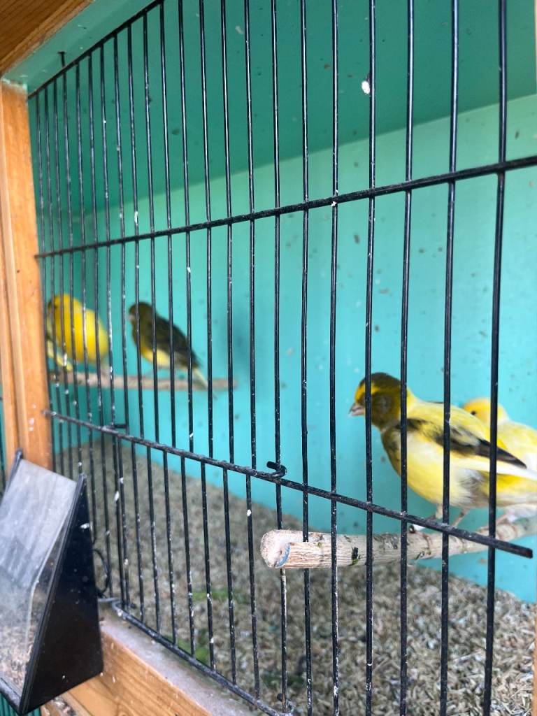 Fife Canaries for sale