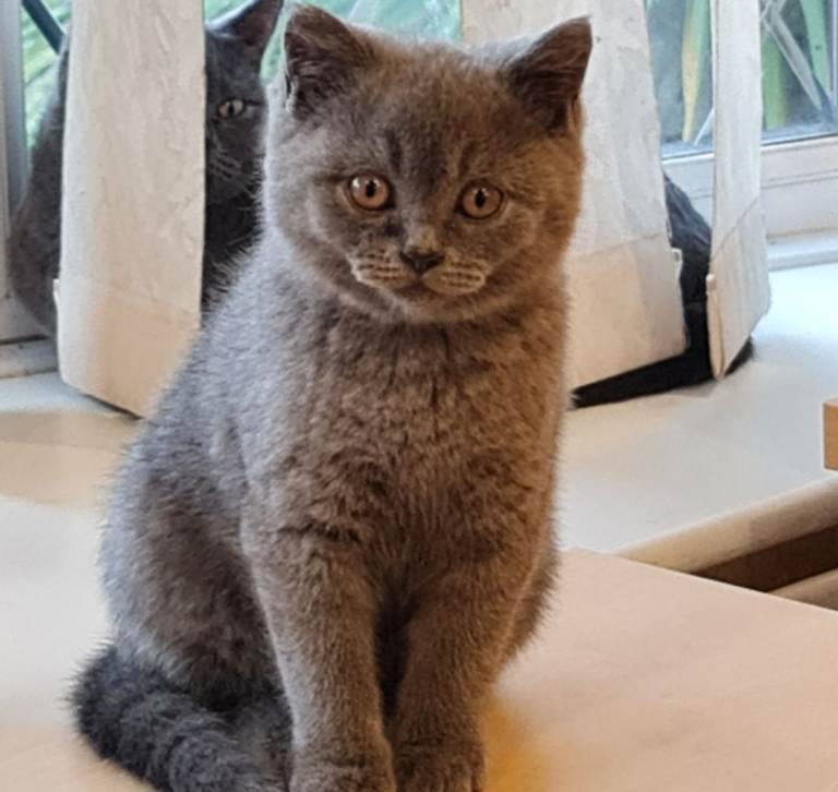 British shorthair 