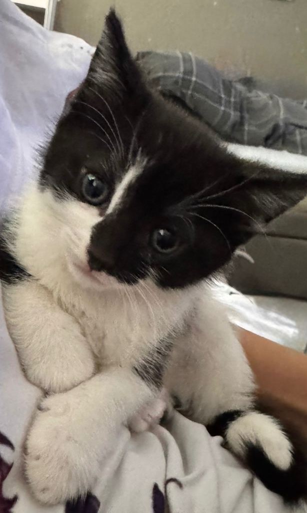 9 week old male kitten ready to go 