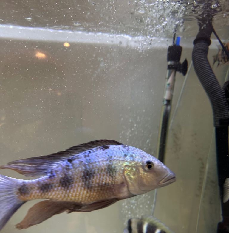 Malawi cichlids fish