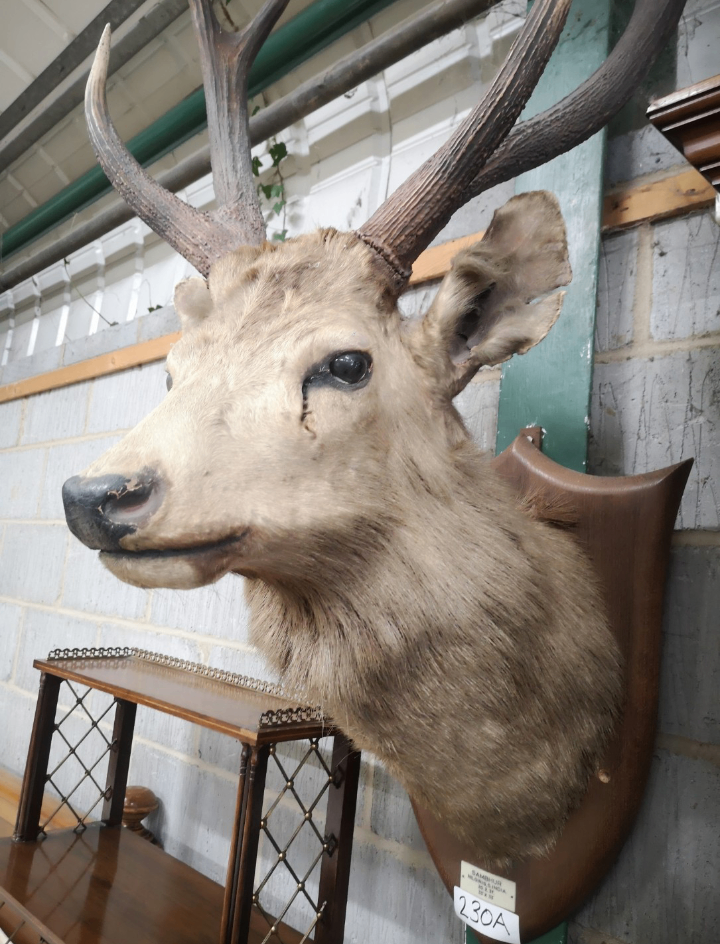 Antique Large Mounted taxidermy stag 1937