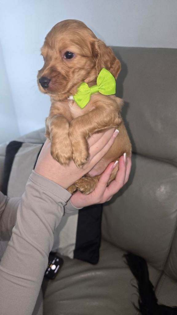 Cockerspaniel puppies 