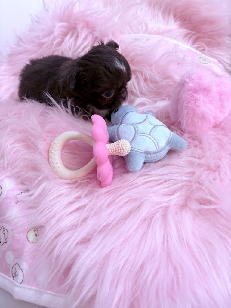 Tiny chocolate chihuahua puppy