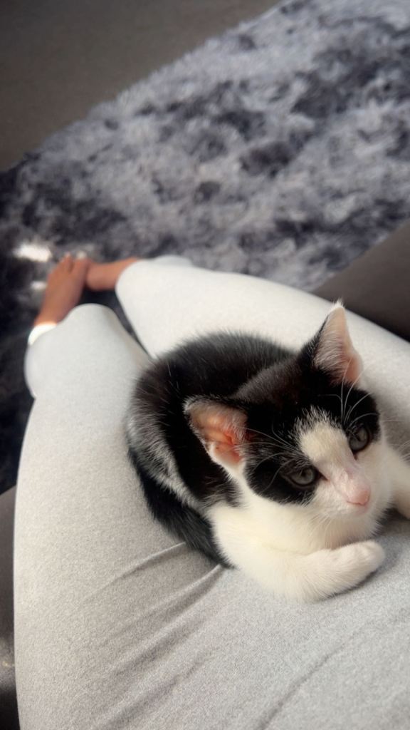 Cat/kitten 