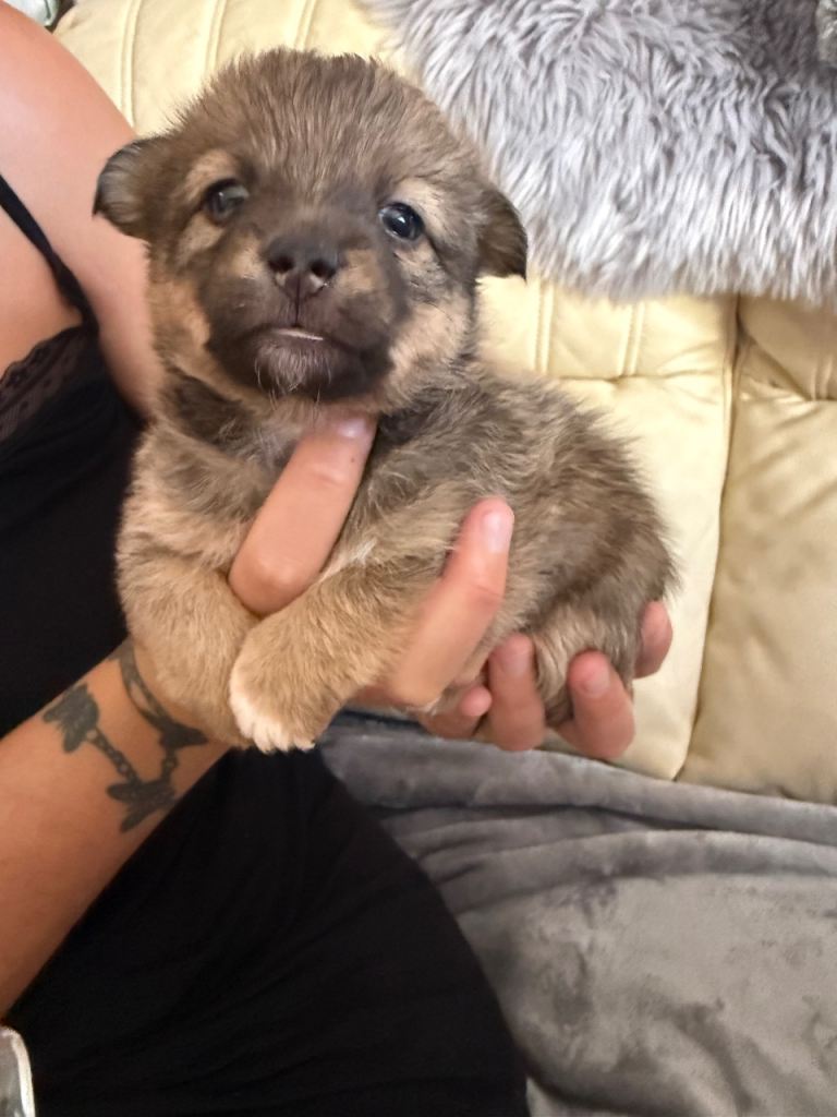4 Beautiful Boy German Spitz x Jack Russell 