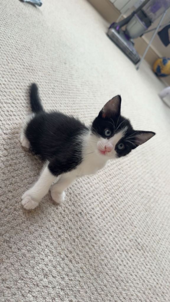 3 Bengal x Ragdoll Kittens (READY TO LEAVE 8th SEPTEMBER)