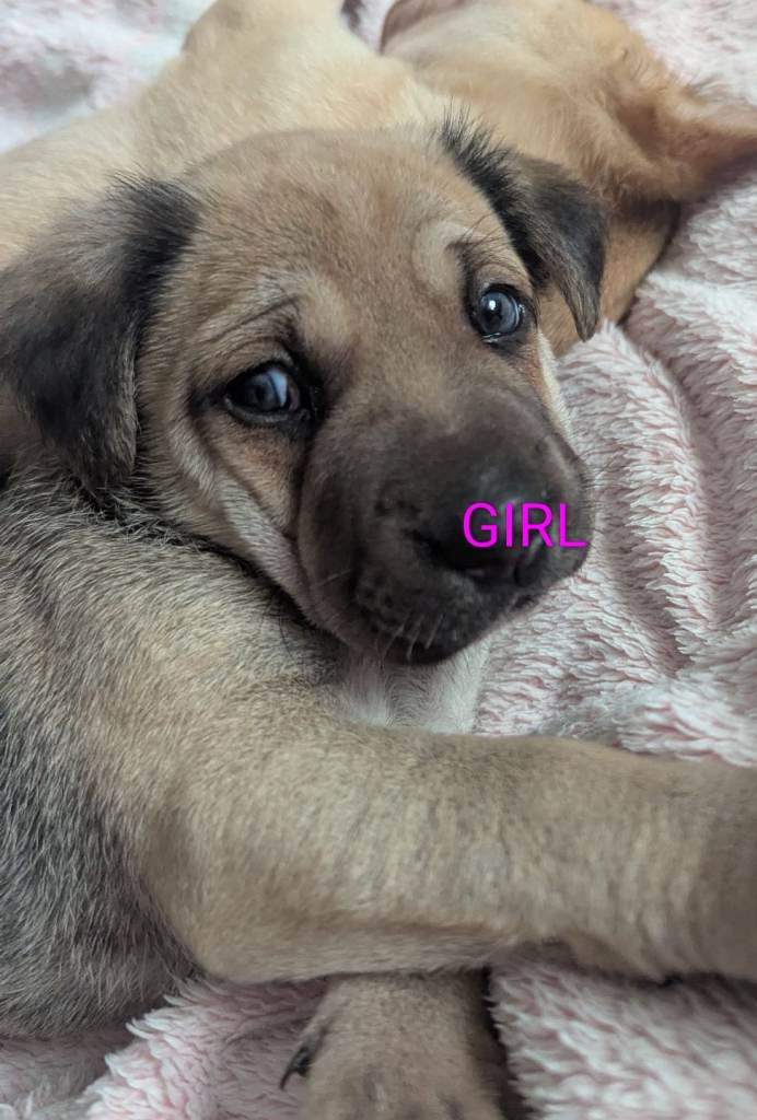 German shepherd cross puppies