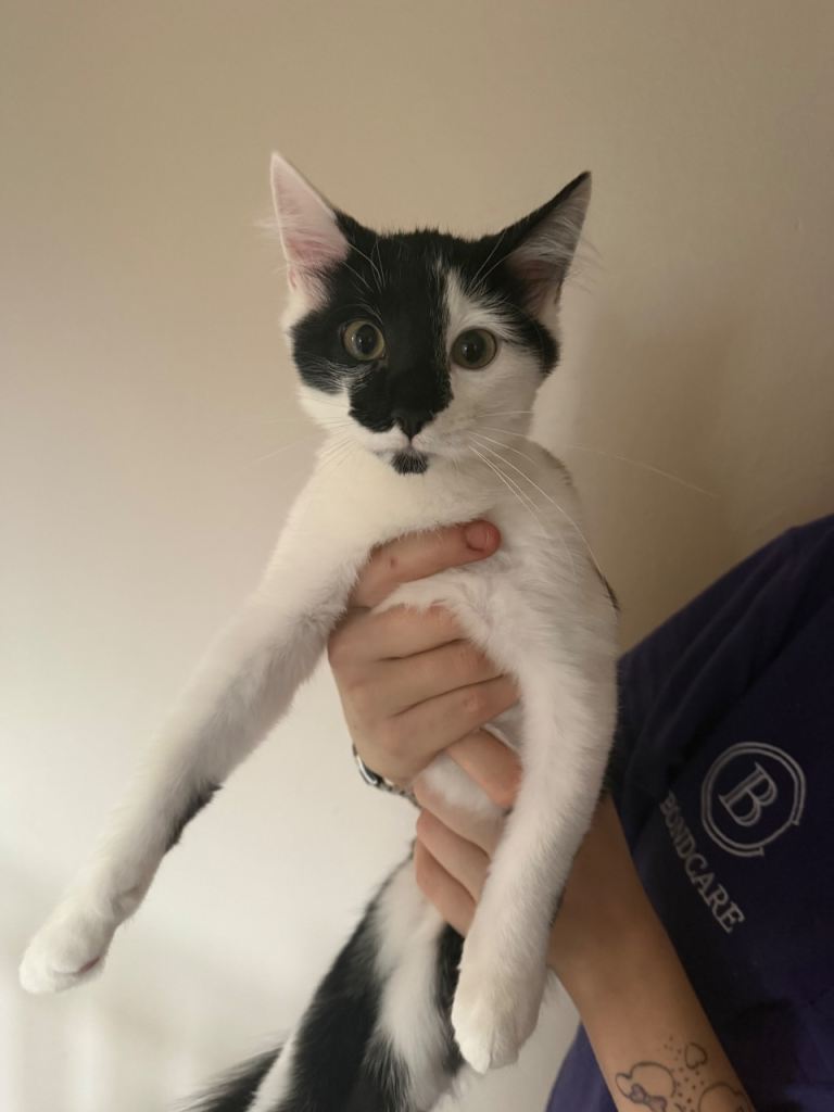 Male kitten 