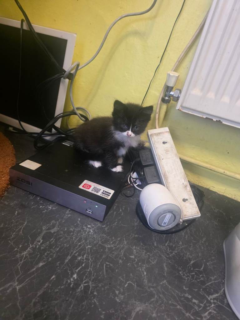 Sweet Black & White Kitten Seeking Forever Home