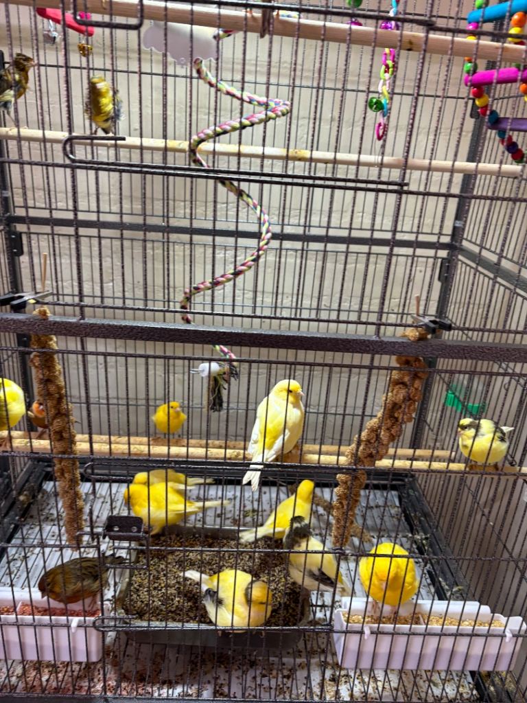 Canaries 
