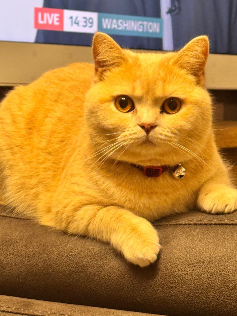 2 cats mother and daughter British shorthair (mum) and British shorthair mix (daughter)