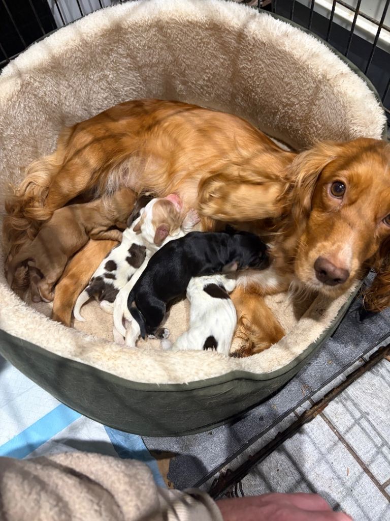 🐶 STUNNING COCKER SPANIEL PUPPIES – 2 GIRLS & 3 BOYS 🐶