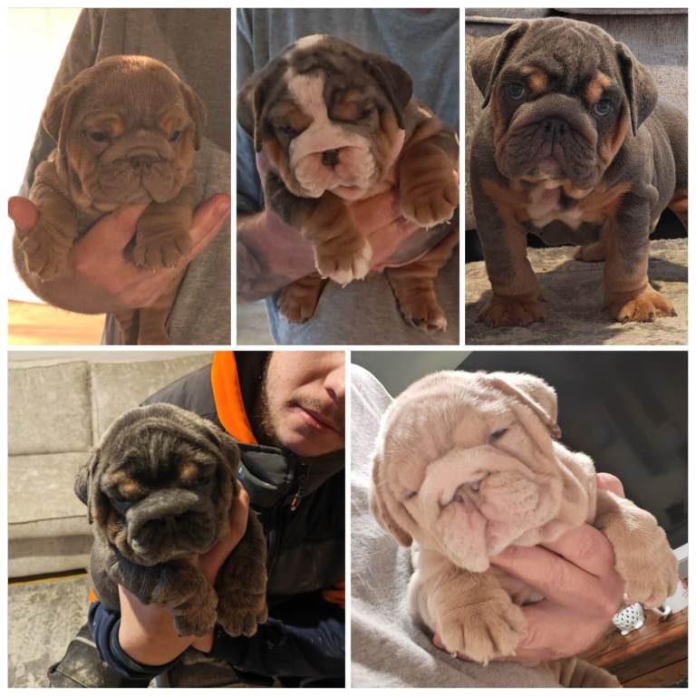English bulldog 2 boys 3. Girl's 