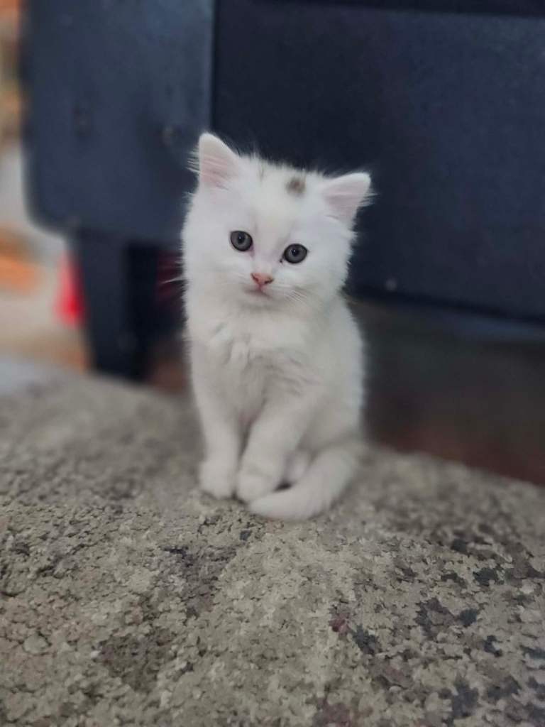 Turkish Angora Kittens